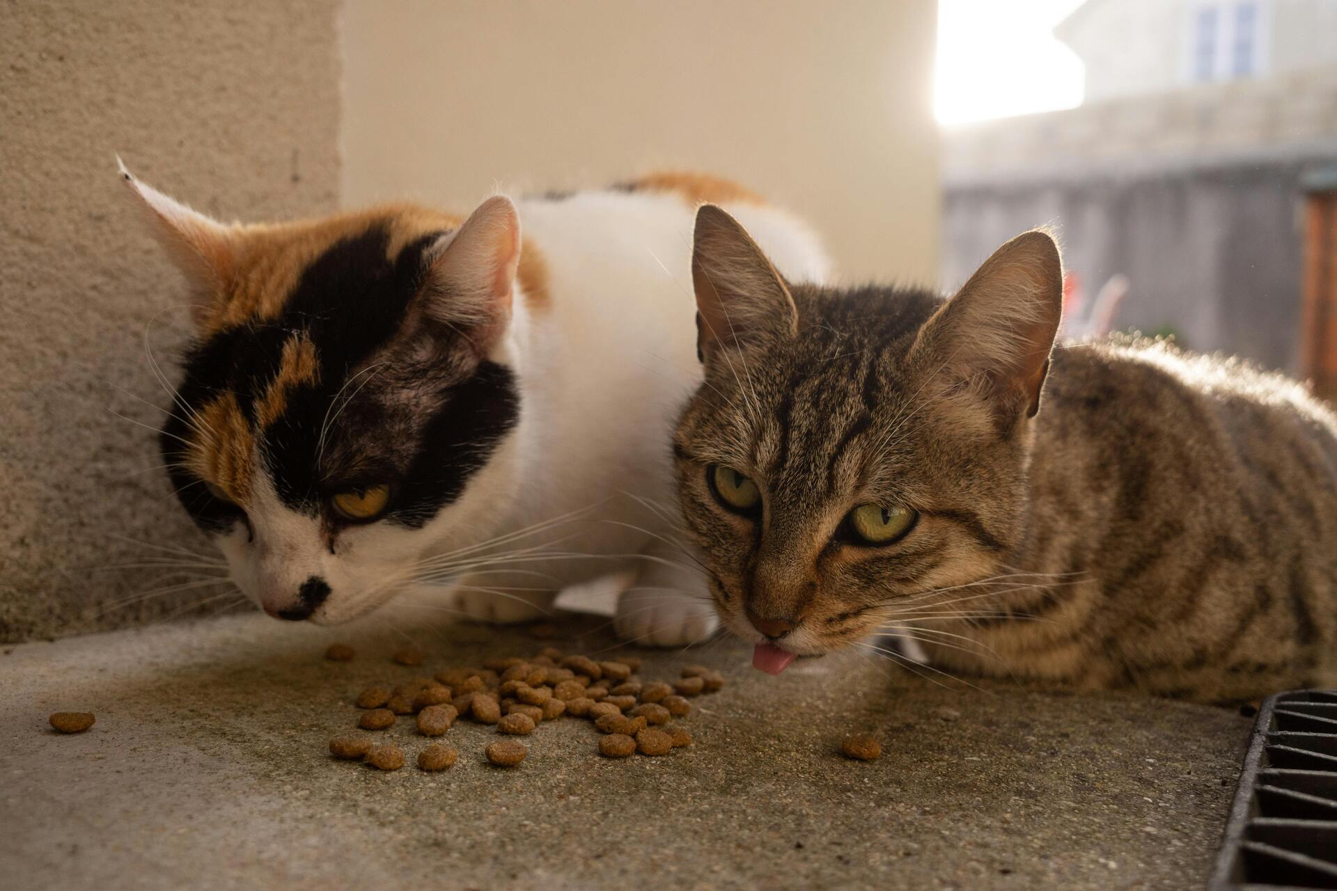 A proposta permite que o público participe de eventos mediante a doação de ração para cães e gatos, beneficiando entidades de proteção animal da cidade