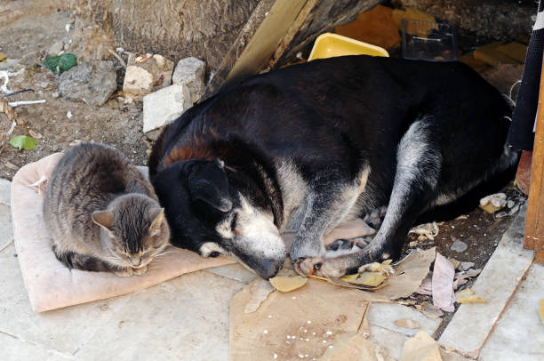 OAB Barro Preto - Abril Laranja reforça combate aos maus-tratos contra animais